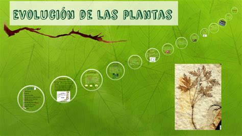 Evolución De Las Plantas By Celia Martinez On Prezi
