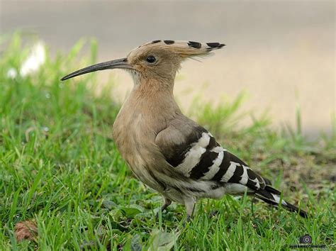 1000 Images About Hoopoe On Pinterest Madagascar Wild Birds And Kalay