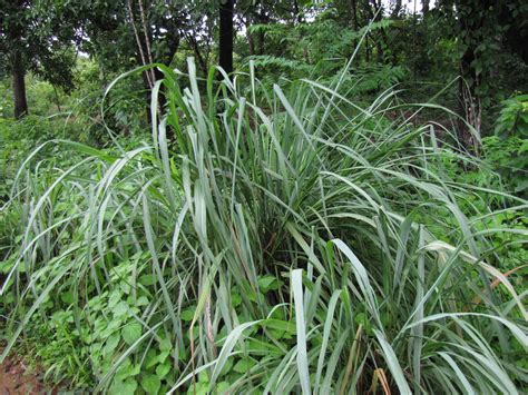 Lemongrass Citronella Grass ~ Cymbopogon Plant Care Guide Auntie
