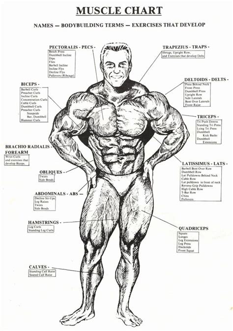 Muscle Anatomy Chart Inspirational Check The Best Bodybuilding Website