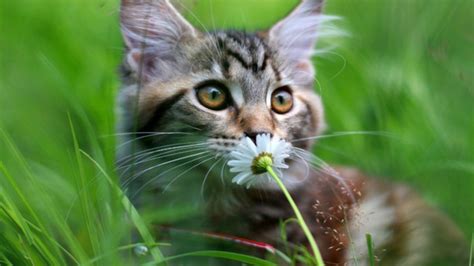 Cat Baby Smell White Flower Hd Wallpapers