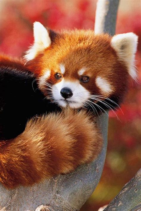 Red Panda Fluffy Animals Cutest Animals Rare Animals Animals And