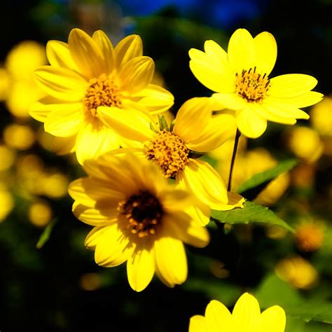 Bright Yellow Autumn Flowers Wildflowers Yellow Flowers Names