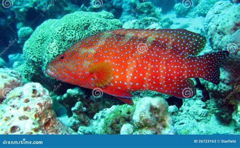 Korallenroter Barsch Im Roten Meer Von Ägypten Stockbild Bild Von