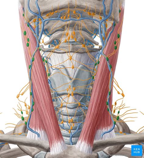 Lymph Node Back Of Neck Anatomy The Lymphatic System For Parents