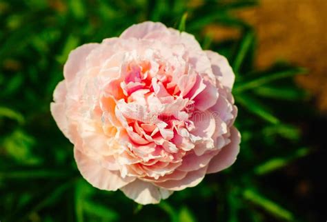 Beautiful Pale Pink Peony Flower Close Up Growing In The Garden Stock