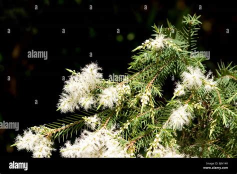 Melaleuca Alternifolia Tree In Bloom On Dark Background Stock Photo Alamy