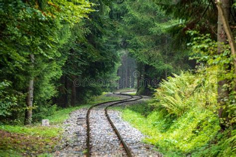 Wavy Log Railway Tracks In Wet Green Forest With Fresh Meadows Stock