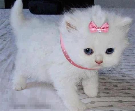 Blue White Kittens And Eyes On Pinterest