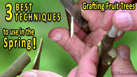 Grafting Fruit Trees The 3 Best Grafting Techniques For Spring Youtube