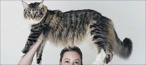 Guinness World Records 2013 Honorees Include Tallest Cat