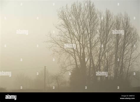 Late Winter Early Spring Mist And Bare Trees Stock Photo Alamy