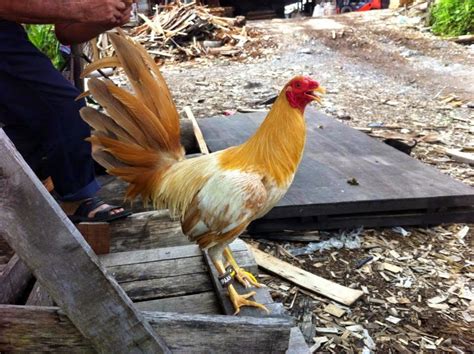 Ayam peru juga sering digunakan dalam arena sabung ayam taji /pisau ( peruvian cockfighting. gambar ayam sabung Philipina