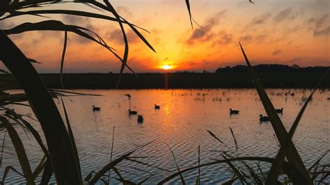 Duck Blind Sunrise Louisiana Sportsman