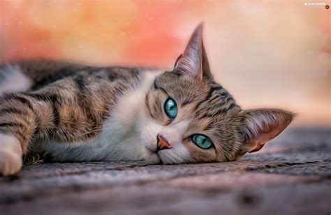 Lying Turquoise Eyes Cat For Desktop Wallpapers
