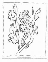 Coloring Seahorse Pages Ocean Kids Activities Bee Color Printable Horse Collection Sea Wildlife Bees Sheets Seahorses Realistic Adult Library Clipart sketch template