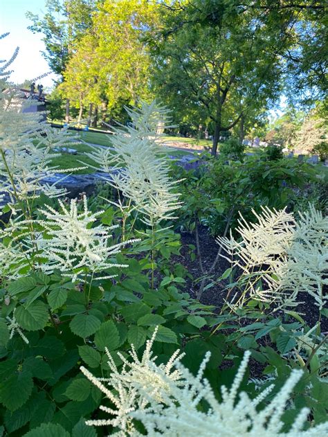 In The Gardens Dwarf Goat’s Beard Beechwood