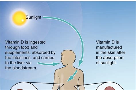Check spelling or type a new query. Vitamin D Could Help Repair Damaged Hearts | The Science ...