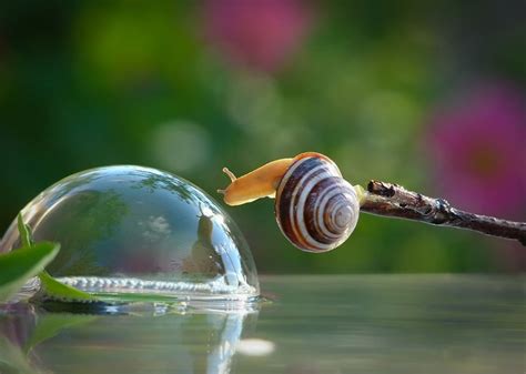 Magical World Of Snails Captured In Macro Photography By Vyacheslav