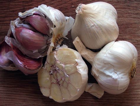 Silverwhite Silverskin Softneck Garlic, 8 oz. : Southern Exposure Seed ...