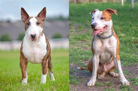 Bull Terrier Pitbull Mix Info Pictures Facts Faqs And More