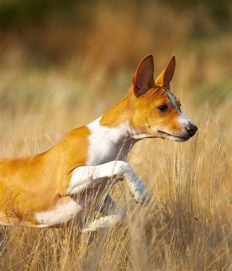African Dog Breeds Discover The Beautiful Pups Of Africa In 2020 Dog