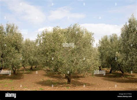 Olive Tree Trees Grove Groves Fresh Plantation Crop Oil Italy Italian