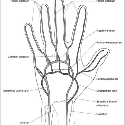 Pdf Palmar Arch Identification During Evaluation For Radial Artery