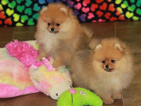 Chars Pomeranians Pomeranian Puppies For Sale