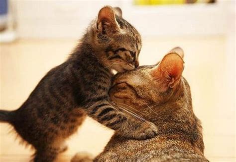 An Adorable Gallery Of Kissing Cats