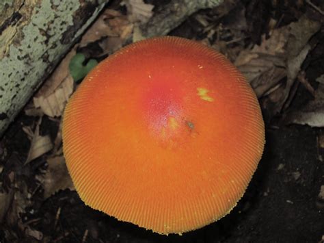 Maryland Biodiversity Project American Caesars Amanita Amanita