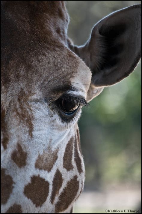 Giraffe Eyelashes Kathleen Thorpe Flickr
