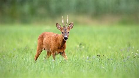 Premium Photo Roe Deer Buck Walking At Green Field