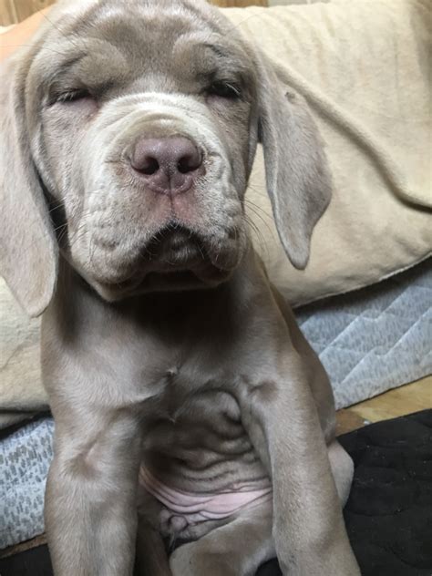 An ancient breed, the neapolitan mastiffs lineage can be traced back to ancient egypt, persia, mesopotamia and asia to the dogs of war used by the to confirm pricing, availability and descriptions of our puppies for sale, please call, email or text message the store. Neapolitan Mastiff Puppies For Sale | Spring Valley, WI ...