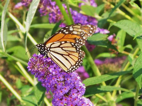 Attract Butterflies To Your Garden Graf Growers