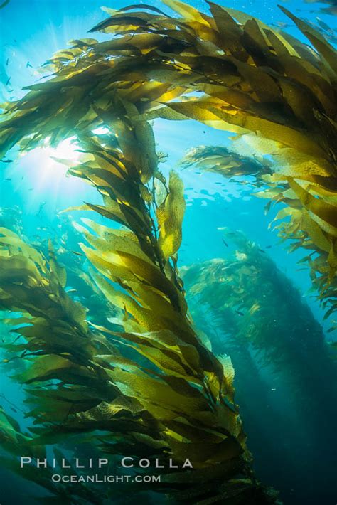 Kelp Forest Canopy Sunlight Streams Through Giant Kelp Forest