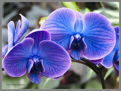 Blue Orchid Wallpaper Wallpapersafari