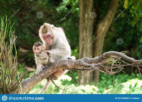 Mother And Baby Monkey Lives In A Natural Forest Stock Image Image Of
