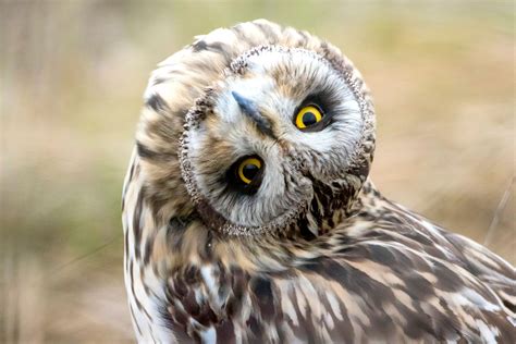 Viewing them in their natural habitat doing these things will take a lot of time and. Hoo goes there? Stunning images show owl who can twist its ...