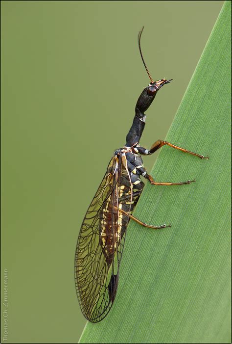 Vielfalt Der Insekten Foto And Bild Tiere Wildlife Insekten Bilder
