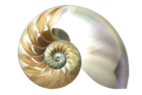 Nautilus Shell Isolated Deography By Dylan Odonnell