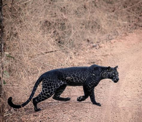 Rare Black Leopard Spotted In Tadoba Andhari Tiger Reservei