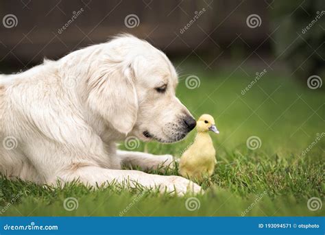 Golden Retriever Dog And Duckling On Grass In Summer Stock Image