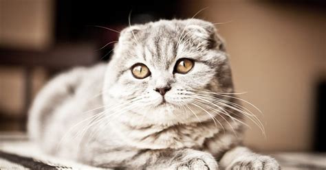 Scottish Fold Everything You Need To Know