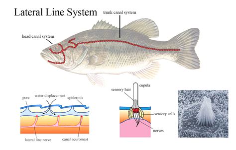 😝 Fish Lateral Line What Is The Lateral Line Used For On A Fish In The