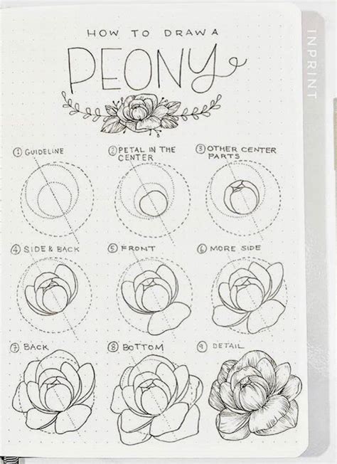 An Open Notebook With Drawings On It And The Words How To Draw Peony