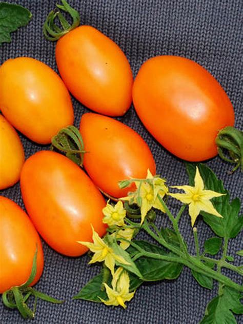 Tomate Banana Orange Caractéristiques Et Description De La Variété