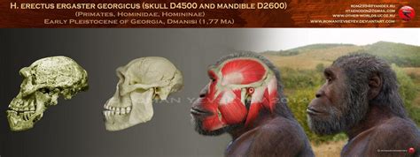 Dmanisi 5 Homo Georgicus Head Restoration By Romanyevseyev On Deviantart