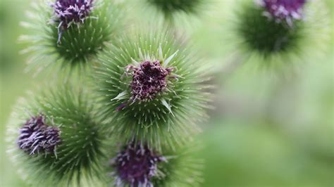 Wie sieht die mariendistel aus? Mariendistel-Tee: So wirkt der Heiltee - Utopia.de