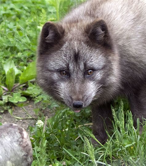 Potter Park Zoo 05 19 2015 Arctic Fox 8 Arctic Fox Potte Flickr